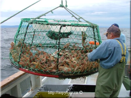 ready to open the trap