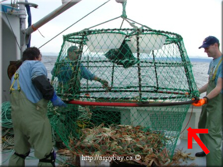 snow crab are now on the deck of the boat