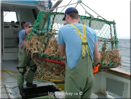 emptying the crab trap