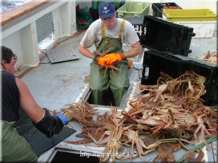 sorting snow crab