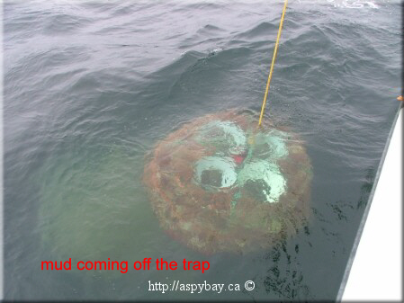 mud coming off the trap