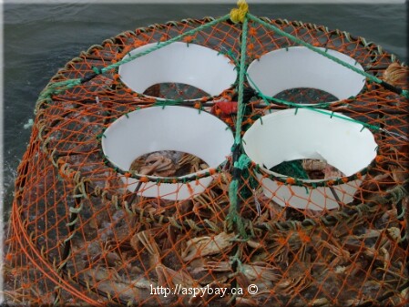 close up of trap as it leaves the water