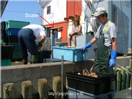 off loading crab