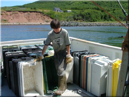 boxes to be filled with snow crab