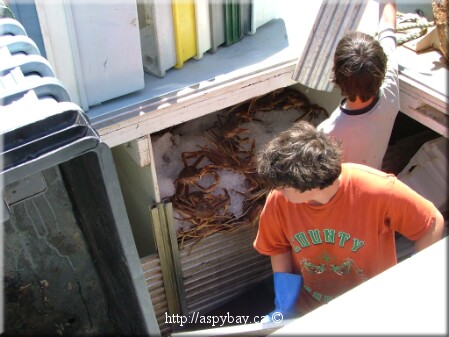 off loading snow crab